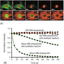 Quantum Dot An Overview Sciencedirect Topics