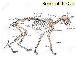 Cats with wobbly or weak hind legs will have trouble walking, climbing, and jumping. Cat Skeleton Diagram Cat Skeleton Cat Anatomy Dog Anatomy