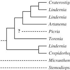 Image result for Stemodiopsis