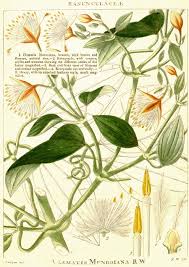 Ang clematis pubescens sakop sa kahenera nga clematis sa kabanay nga ranunculaceae. Angiosperm Families Ranunculaceae Juss