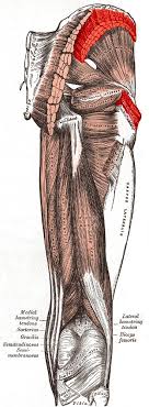 File Gluteus Medius Muscle Png Wikimedia Commons