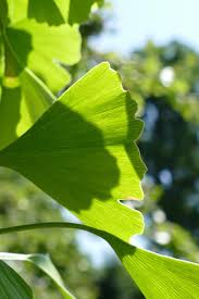 Image result for Ginkgoaceae