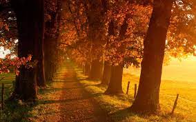Pin By Robert Beltran On Nature Autumn Scenery Autumn Landscape Landscape Wallpaper