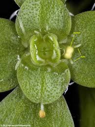 Image result for Callitriche