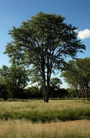 Image result for Colophospermum