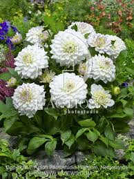 She is optimistic, cheerful, soft, and cute. Gogo White Botanical Stockphoto F Views