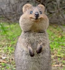 Quokka Funny Animals Quokka Happy Animals