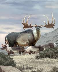 Image result for Sonchus bipontini