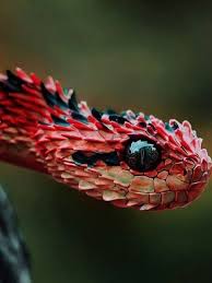 Vipere Poilue Atheris Hispida Snake Spirit Animal Cute Reptiles Wild Animals Pictures