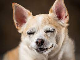 Always ensure to read the labels carefully. Legalized Marijuana May Be Increasing Pot S Hazard To Pets Shots Health News Npr