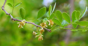 Mengenal pohon kawista | tanaman langka di indonesiapohon kawis atau kawista memang masih asing di telinga kita, pohon ini bisa dibilang pohon langka di indo. Ciri Ciri Pohon Kawista Limonia Acidissima Di Alam Liar Ciriciripohon Com