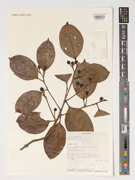 Image result for Scolopia