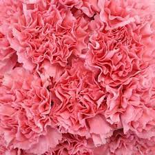 Carnations Carnation Flower Pink Carnations Carnations