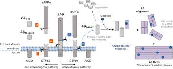 ※ 在庫が無くなり次第、終了とさせて頂きます。 ※ 対象商品は白(s,m,l)のみとなります。 ※ 転写シ. ã‚¢ãƒ«ãƒ„ãƒã‚¤ãƒžãƒ¼ç—…æ‚£è€…ã®é‰„ä»£è¬ç•°å¸¸ èªçŸ¥ç—‡ Covid 19 Alzhacker
