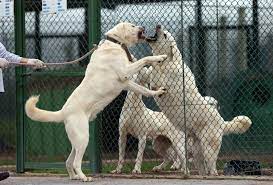 These dogs are the biggest dog in the turkey. Demand Rises For Purebred Turkish Kangal Akbas Shepherd Dogs Daily Sabah