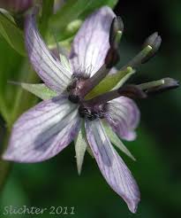 Image result for Swertia erosula