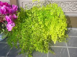 アジアンタムの育て方 植え替え時期や増やし方は Greensnap グリーンスナップ
