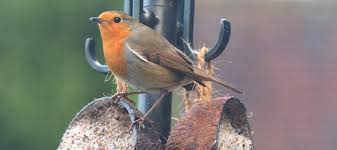 My Rspb Big Garden Birdwatch 2020 Pumpkin Beth Big Garden Birdwatch Big Garden Wildlife Gardening