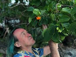 Image result for Solanecio mannii