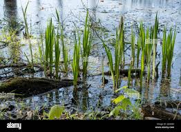 Image result for Wiesneria