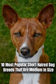 15 small breed dogs that don t shed wellness pet food. 10 Most Popular Short Haired Dog Breeds That Are Medium In Size Short Haired Dog Breeds Short Haired Dogs Dog Breeds