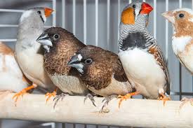 Zebra finches are common finches that live all over australia. Keeping Different Birds Together Keeping Pet Finches Finches And Canaries Guide Omlet Uk