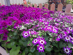 Check spelling or type a new query. Garden Centre Longford