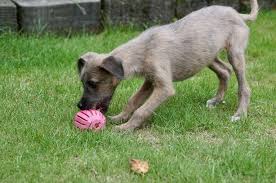 How To Stop My Puppy Mouthing Battersea Dogs Cats Home