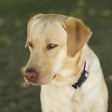 Unnamed Yellow Labrador Retriever Labrador Retriever Yellow Labrador Retriever Labrador Dog