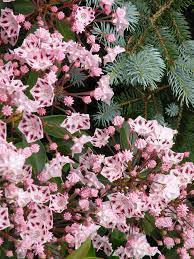 Online usage of images should include a link to this site. Pink Mountain Laurel Framed By Blue Spruce Picture Taken Off Of My Front Porch Mountain Laurel Is The Pennsylv Pretty Flowers Mountain Laurel Flowering Trees