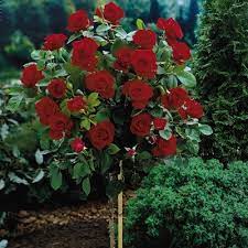 Denvii artificial burgundy rose flower bouquet of 12 silk rose wine red faux roses for wedding party home rose arrangement bush shrub decoration. Knockout Rose Tree For Sale Online The Tree Center