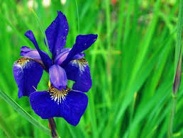 Iris Warmth Of Affection Faith Valor Wisdom Inspiration Iris Flowers Pretty Flowers Beautiful Flowers