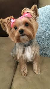 Yorkie Black And Brown Puppy Wild West Yorkies Txyorkie Com Yorkie Puppies For Sale In Texas Past Puppies Black And Gold Yorkies Parti Yor Yorkie Puppy For Sale Yorkie Puppy Cute Dogs