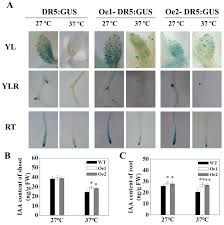 genes free full text overexpression of ospt8 increases