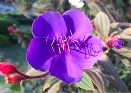 Spring, also known as springtime, is one of the four temperate seasons, succeeding winter and preceding summer. 50 Flowers That Bloom In Winter Stacker
