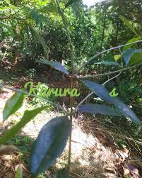 Image result for Olea capensis