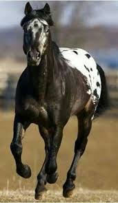 Black And White Horse Names Female Great Names For Different Types Of Horses Horses Horse Breeds Beautiful Horses