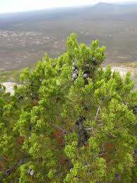 Image result for Cupressaceae