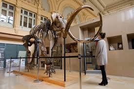 The company, named colossal, aims to place thousands of. The Bitter End Last Woolly Mammoths Plagued By Genetic Defects Environment The Jakarta Post