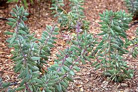 Image result for Senecio