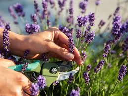 To improve drainage, plant on raised mounds or beds to drain away excess water. How To Prune Lavender Plants