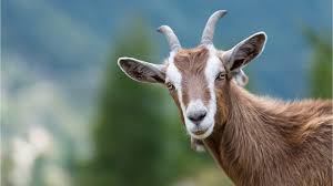 Последние твиты от goat (@goatapp). Type Of Goat Disease Found In Northern Ireland For First Time Bbc News