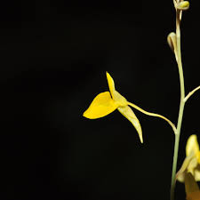 Image result for Utricularia scandens