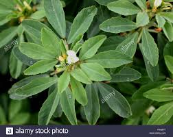 Image result for trigonella foenum-graecum،