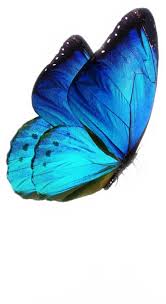 Monarch butterflies butterfly wallpaper, aesthetic wallpapers, aesthetic pictures. Blue Aesthetic Tumblr Butterfly Sticker By Cs Designs