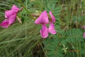 Image result for Tephrosia polystachya