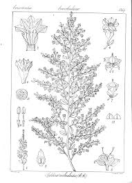 Image result for Seddera