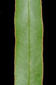 Image result for Lindsaea ensifolia