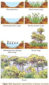 Ecological Succession Primary Secondary Succession Homeostasis Pmf Ias Ecological Succession Secondary Succession Ecology