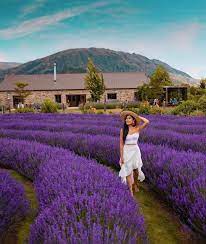 Purple Flowers Everywhere At Wanaka Lavender Farm Nz Lavender Farm Best Travel Accessories Purple Flowers
